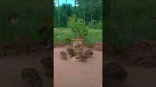 New Creative Bird Trap Using Deep Hole and Cardboard Box #shorts #trapping #animaltrap