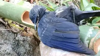 Wild Trap Create amazing bamboo bird trap to catch bird