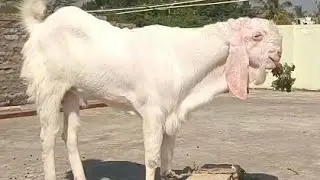 Dr Shaikh Patira Goat Farm Ghar Baccha🔥😱😳 King Quality Looto || Ibrahim Bhai Gulbarga Karnataka ||