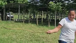 Se venden dos Manzanas con todo el corral y Galera en 600 mil Quetzales ya solo para trabajar 