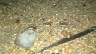 Histeridae 2