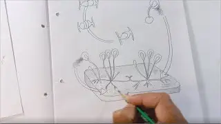F.Sc.Part-1 (class 11)  FB Bio. Copy-Diagram 29-The Life cycle of zygomycete growing bread piece