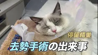【停留精巣】去勢手術を乗り越えたゆきちゃん/Yuki’s Recovery After Neutering Surgery