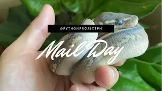Stickers, Shirt and more SNAKES!! | Mail Day