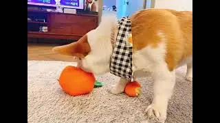 Boredom Buster Pet The Orange Sniff and Seek Interactive Toy for Dogs