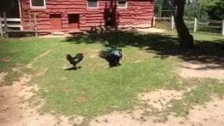 Peacock and cock fighting