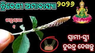 ତ୍ରିବେଣୀ ଅମାବାସ୍ୟା ଦିନ ଘରକୁ ନେଇ ଆସନ୍ତୁ ଏହି ଗଛର ଚେର/triveni amavasya 2026