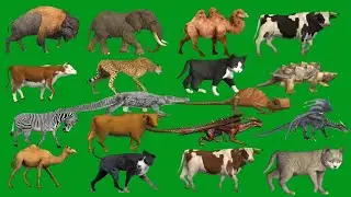 Animals Line  Back Walking and Running HD Green Screen Blue Screen Black Screen Video