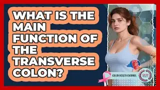 What Is The Main Function Of The Transverse Colon?