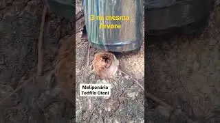 3 capturas de abelha sem Ferr&atilde;o na mesma &Aacute;rvore , para produ&ccedil;&atilde;o de mel🍯, natureza