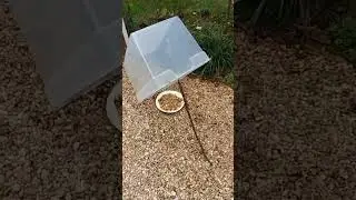 Homemade Squirrel TRAP!