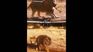 South African lion vs north bengal tiger&hellip; edit