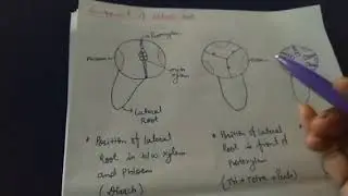origin and development of Lateral root