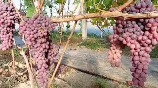 Посадка винограда, сбор инжира, делаем изюм. Срубаю банан, оставляю грозди винограда на хранение.