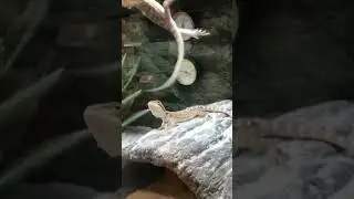 &ldquo;out of control&rdquo; JUMPING LIZARD&hellip;