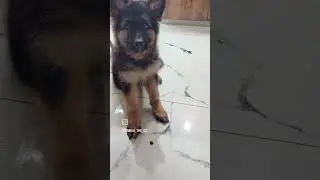German Shepherd Puppy Training | No command | 70days old puppy