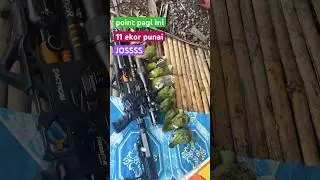 Josss,,masih pagi sdh point 11 ekor🔥🔥🔥