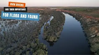 Murray River Flood 2022 - Importance of flooding for flora and fauna