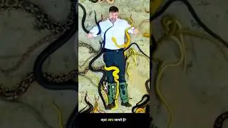 Mr Beast&rsquo;s Most Dangerous Mission | 24 Hours on Deadly Snake Island | True Story #mrbeast #shorts