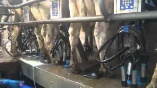 Teat scrubber - the most reliable teat preparation - teat sanicleanse uk