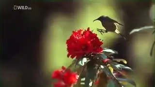 Wild Thailand A Forgotten and rarely seen wilderness National Geographic Documentary