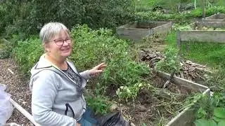 Avsnitt 35, 2023 Potatisbladmögel och resistenta tomatsorter