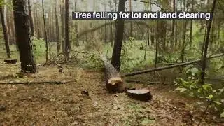 Anchorage Tree Service - Fast, Reliable, and Affordable Tree Services