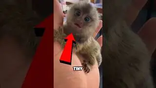 Top 5 Exotic Pets You Can Own ! #shorts #cuteanimals