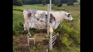 🐄 Motorcycle Ride to See MOLLY the Cow | Kentucky Adventure! 🛣️ Green River Ferry + Buc-ee&rsquo;s Stop! 🚦
