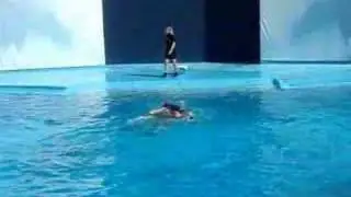 Dolphin Show, Zoomarine