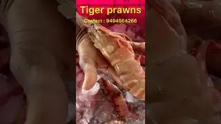 || ONE OF THE BEST FISH MARKET IN INDIA || KAKINADA LIVE FISH MARKET || LOWEST PRAWNS PRICES ||