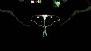 Coloring a Luna Moth! OG photo is not mine, I used it just for fun. #lunamoth #moth #art #drawing
