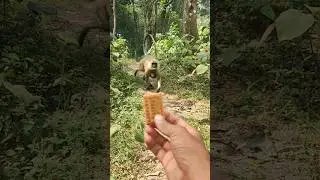 Wild Langur Comes Running for Biscuit 🐒🍪 | Monkey Video