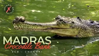 Madras Crocodile Bank