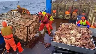 Unbelievable King Crab and Cod Haul &ndash; The Deadliest Traps in America&rsquo;s Frozen Waters