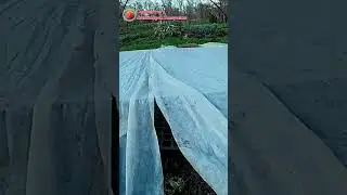 Выращивание цветов сухоцветов Статица, кермек, лимониум