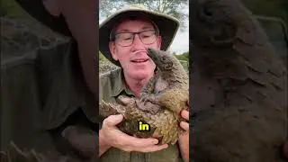 Dangerous Looking Animals That Are Actually Harmless
