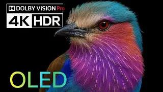 Vivid OLED Colors in 4K HDR | 60FPS Ultra HD Video | Dolby Vision