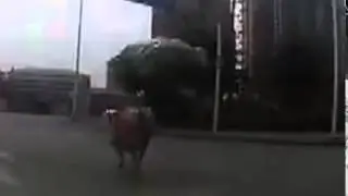Mad bull chased and hit by police car after running wild on busy street