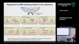 T. Weil - mRNA biology and local translation