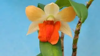 Dendrobium Hsinying Frostymaree (orchid)