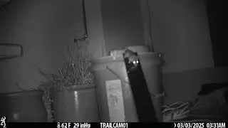 The mice in our basement are winning.