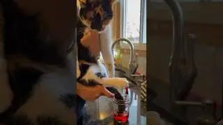 Dying my cat&rsquo;s tail with food colouring #cat #valentinesday #pets