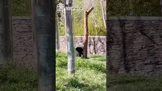 2024.4.14 panda sheng yi 01 #giantpanda#malaysia