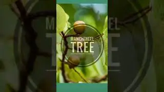 #shorts #trending #toxic trees #forest#wildlife #manchineeltree