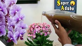 Faça suas Plantas Florir INCRÍVEL ( Para Flores Frutos e Horta)