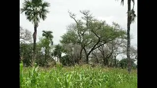 &ldquo;Povos Ind&iacute;genas&rdquo; e a solu&ccedil;&atilde;o para evitar a degenera&ccedil;&atilde;o de 90 % das &ldquo;Terras Agr&iacute;colas&rdquo; at&eacute; 2025
