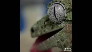 #liArds #snakes #annaconda #frog #wild(1)