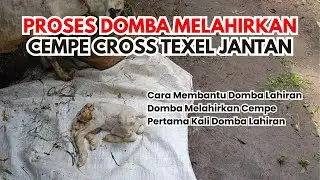 Proses Domba Melahirkan Cempe, Cempe Kualitas Jumbo