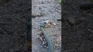 culebra de Collar (Natrix natrix)